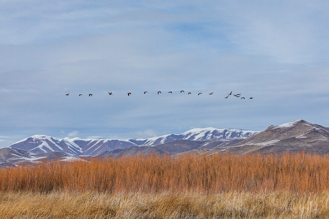 USA, Idaho, Bellevue, Schwarm von Kanadagänsen fliegt über Sumpf