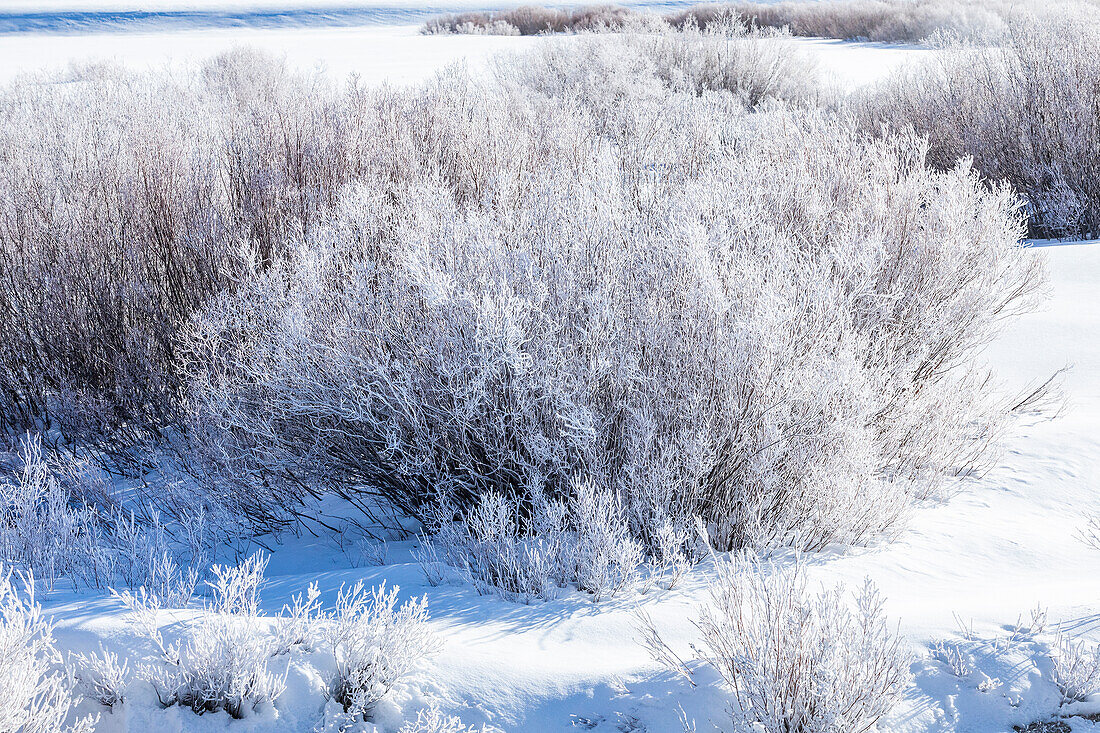 USA, Idaho, Stanley, Icy riverside willows