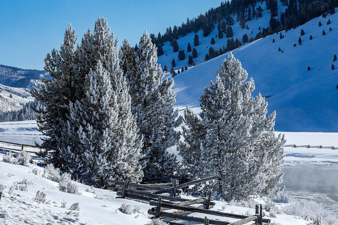 USA, Idaho, Stanley, Pine trees in winter