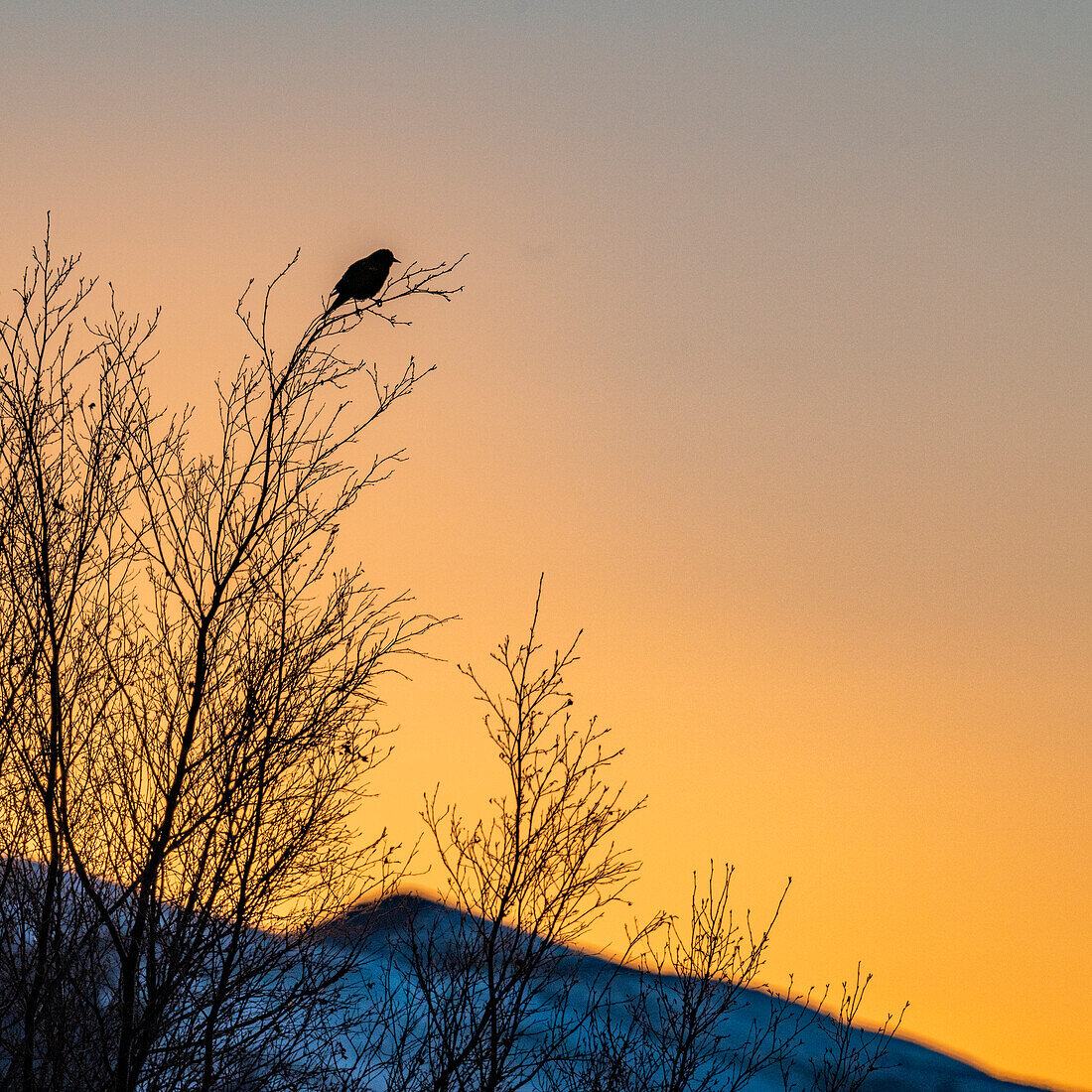 USA, Idaho, Bellevue, Silhouette eines Singvogels im Baum bei Sonnenuntergang