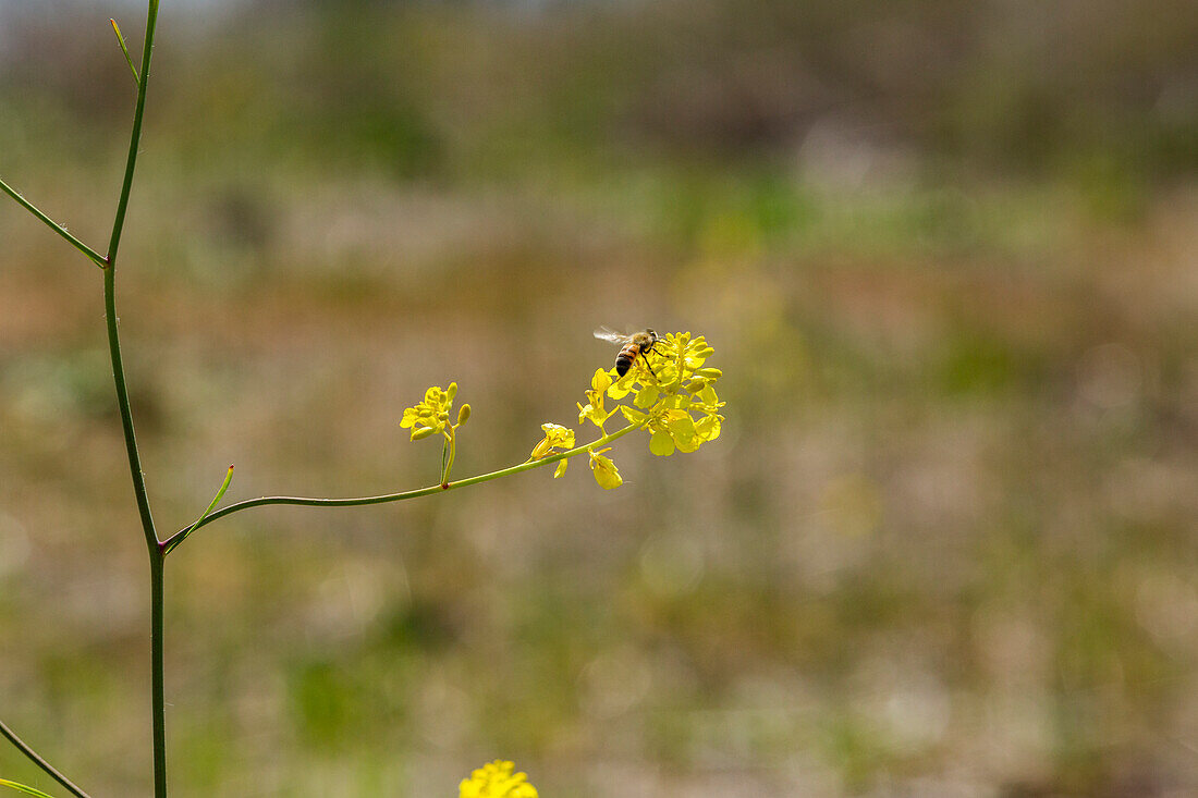 USA, California, Malibu, Honeybee on wild mustard flower