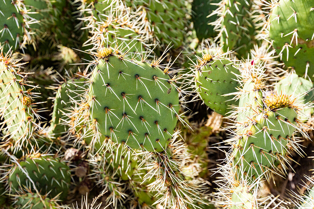 USA, California, Malibu, Blooming prickly pear cactus