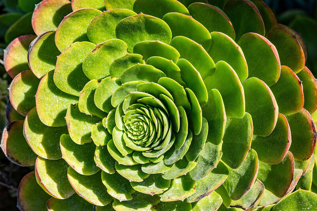 USA, California, Los Osos, Close-up of succulent plant
