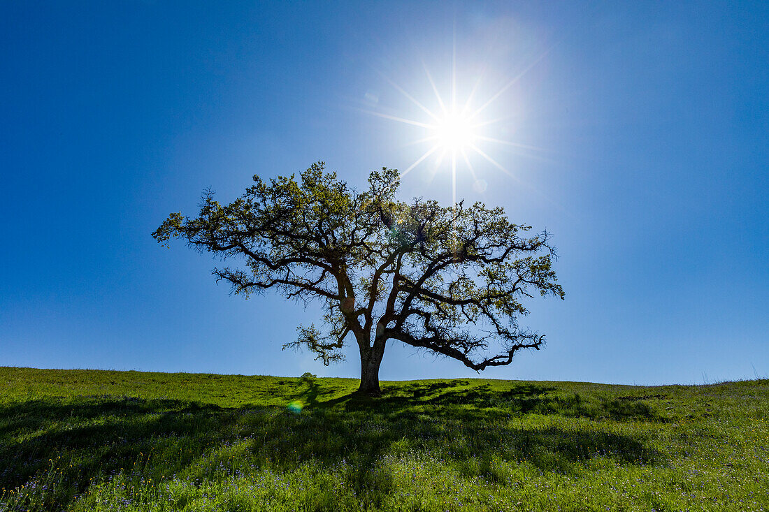 USA, California, Walnut Creek, Sun shining above single California Oak tree in green field in springtime