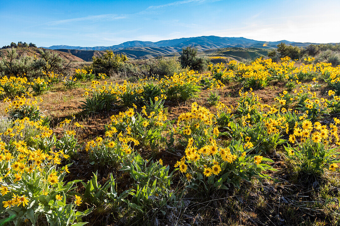 USA, Idaho, Boise, Field of arrowleaf balsamroot (Balsamorhiza sagittata)