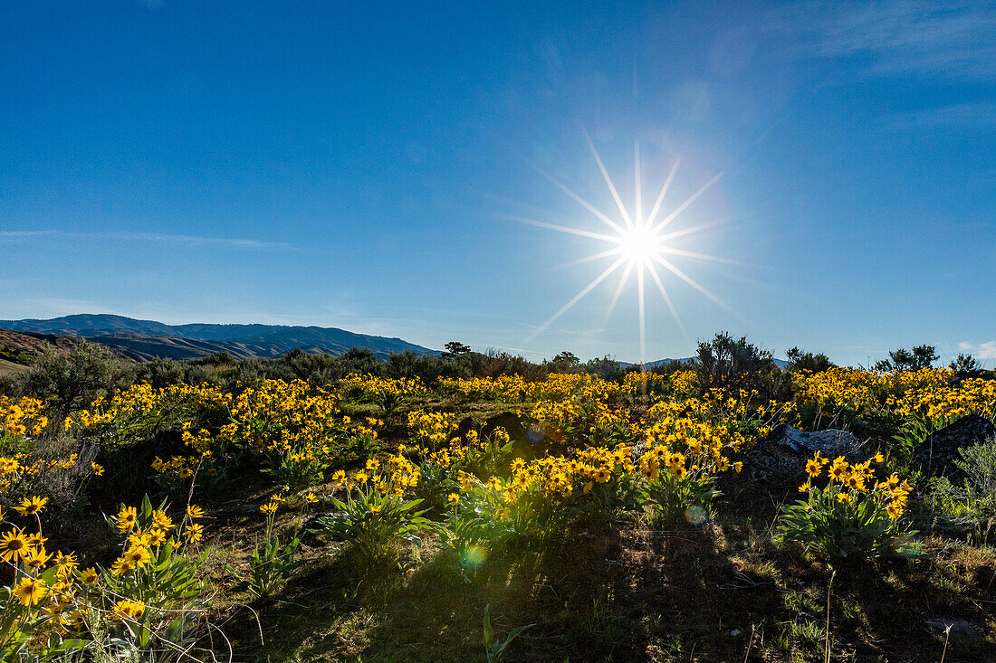 USA, Idaho, Boise, Sun shining above field of arrowleaf balsamroot (Balsamorhiza sagittata)
