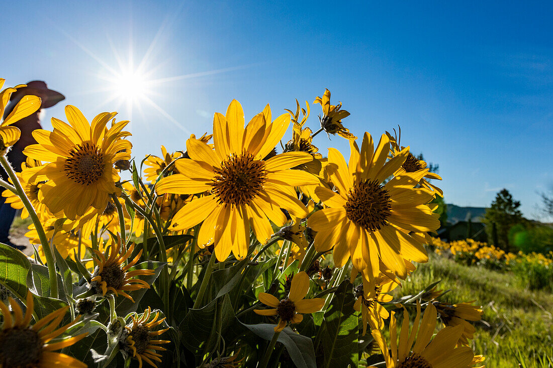 USA, Idaho, Boise, Sun shining above field of arrowleaf balsamroot (Balsamorhiza sagittata)