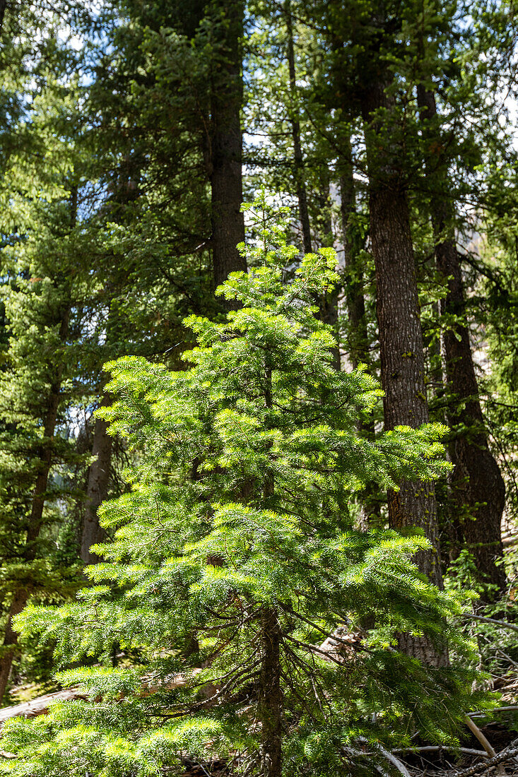 USA, Idaho, Stanley, Green coniferous forest
