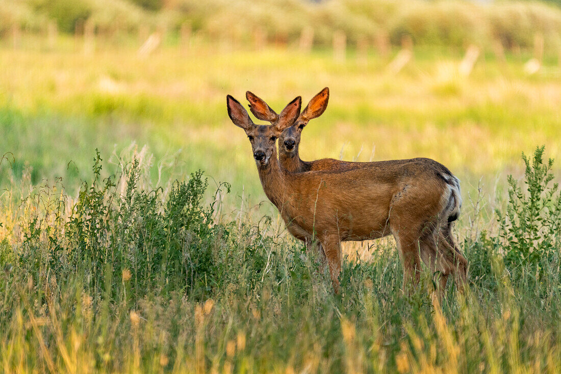 USA, Idaho, Bellevue, Deer standing in field and looking at camera