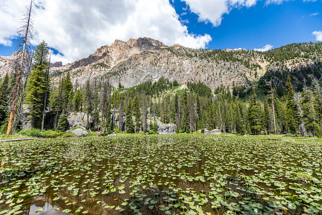 USA, Idaho, Stanley, Seerosen im Teich und Sawtooth Mountains