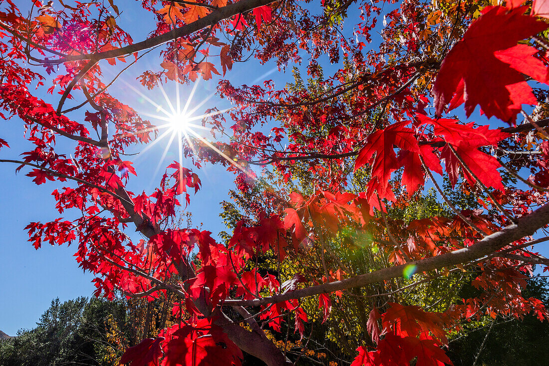 Sonne scheint durch rote Blätter des Zuckerahornbaums