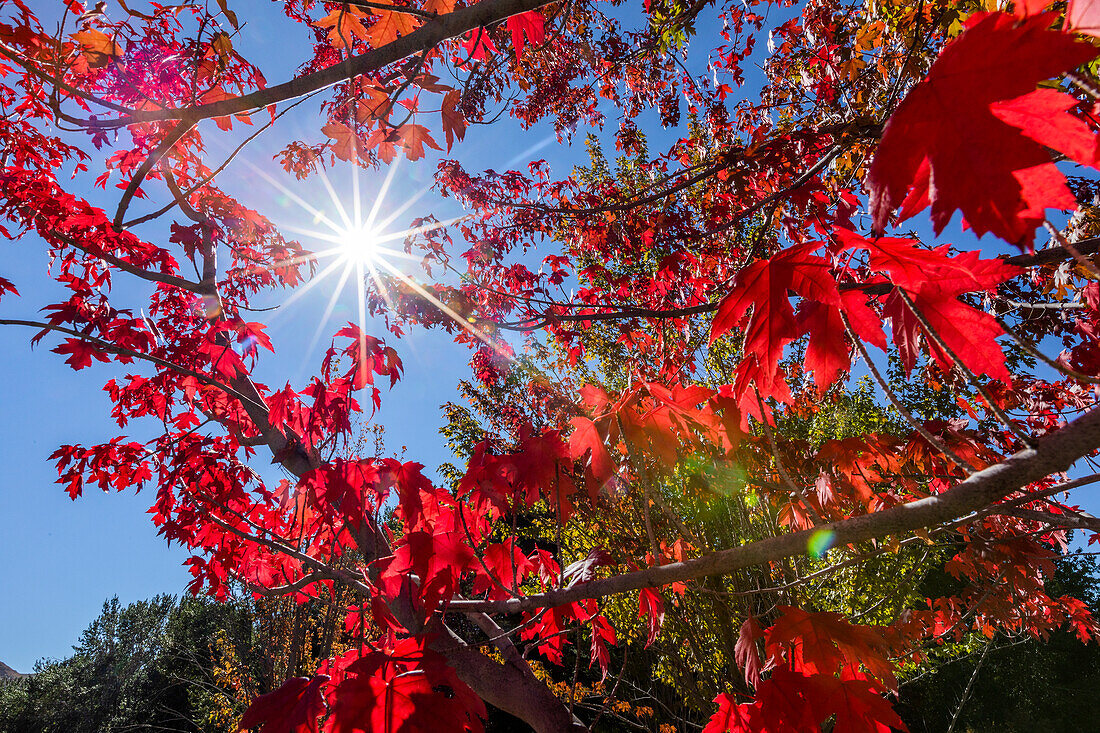 Sun shining through red leaves of sugar maple tree