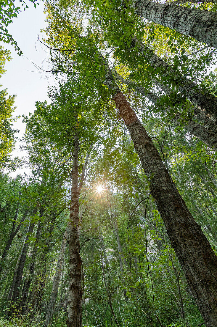 USA, Idaho, Hailey, Sun shining through tall green trees in forest