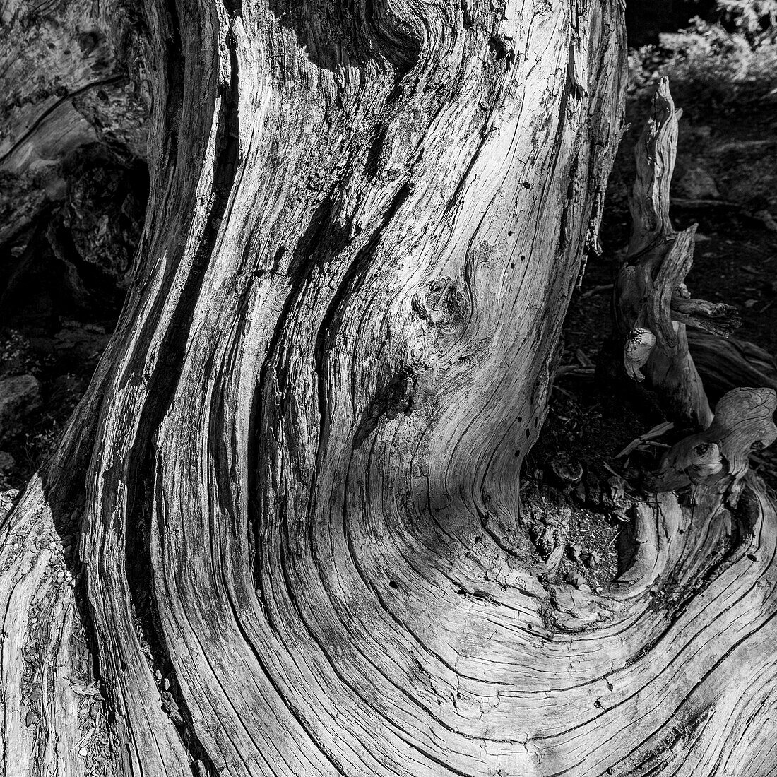 Weathered trunk of tree in Sawtooth National Forest