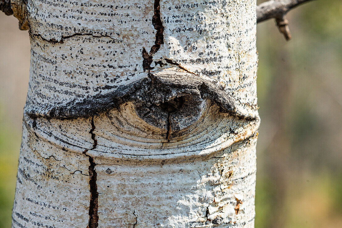 Augenförmige Formation im Espenbaum