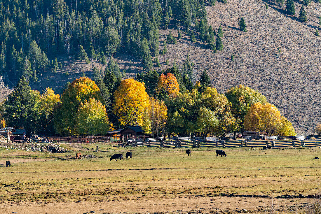 USA, Idaho, Stanley, Ranch, umgeben von Bäumen im Herbst in der Nähe von Sun Valley