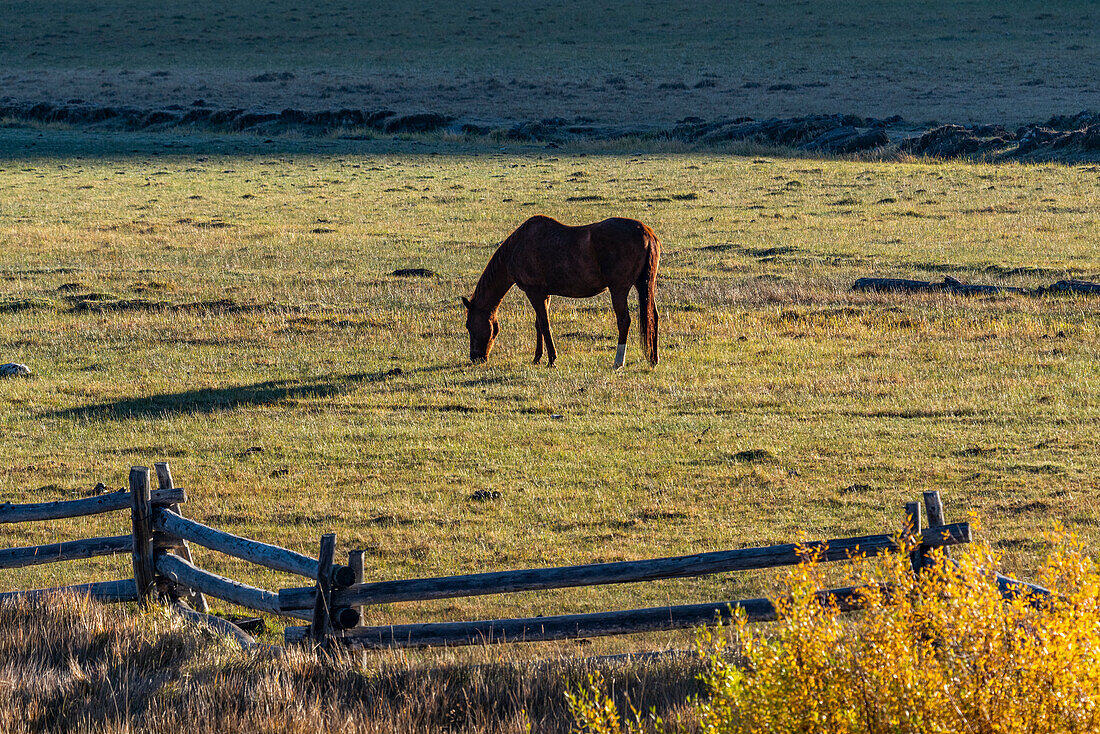 USA, Idaho, Stanley, Horse grazing in pasture in early morning