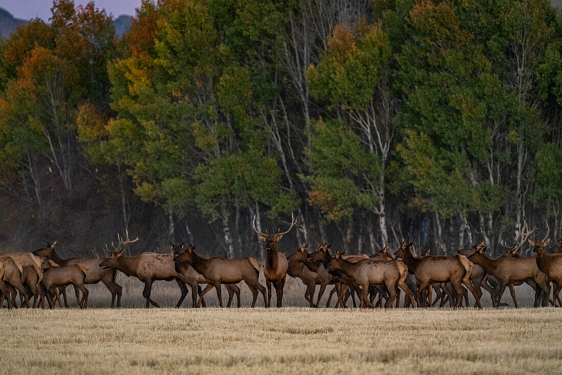 USA, Idaho, Bellevue, Herd of elk at dusk near Sun Valley