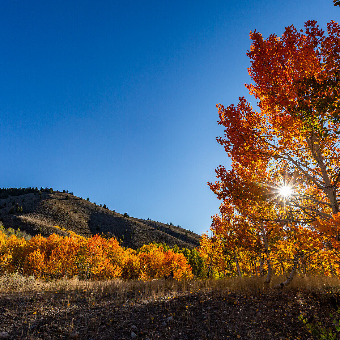 USA, Idaho, Sun Valley, Fall foliage