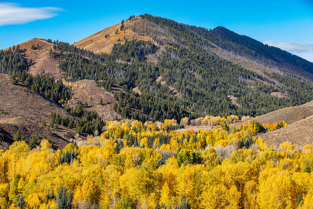 USA, Idaho, Ketchum, bewaldete Hügel im Herbst