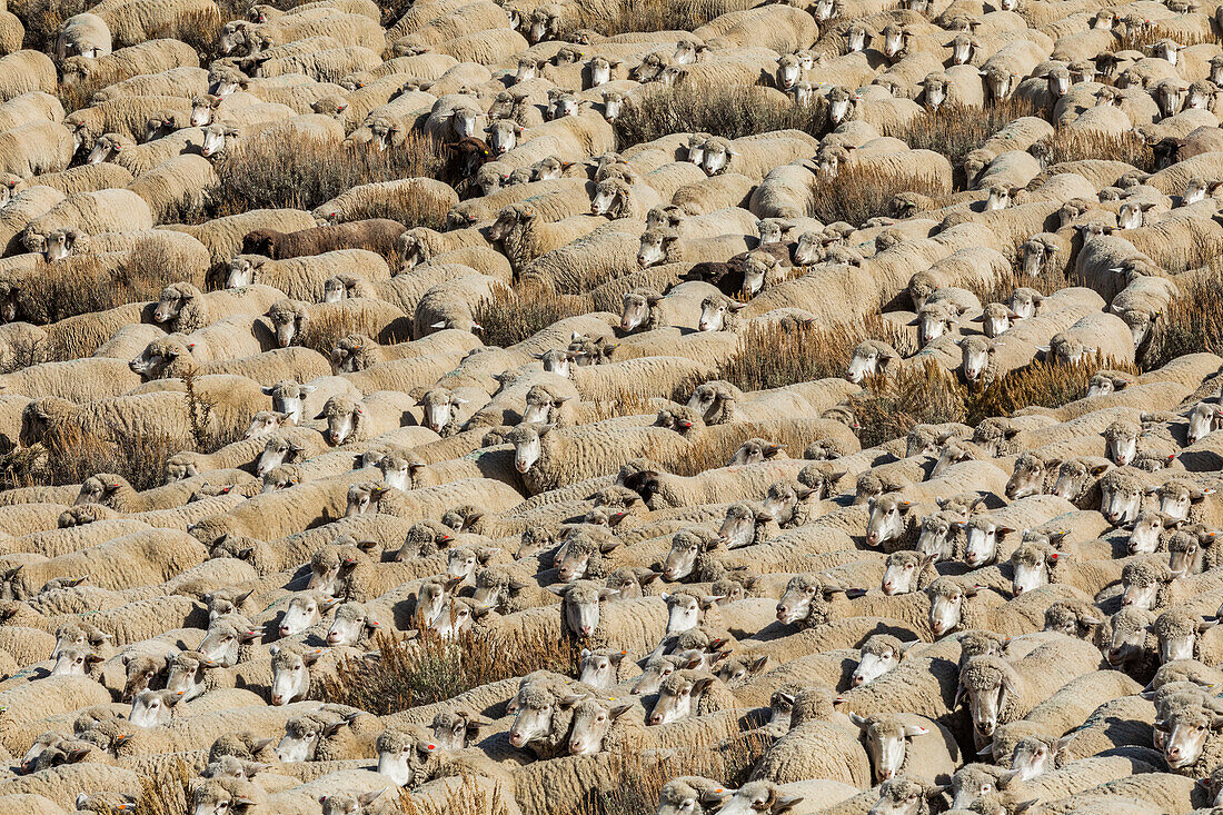 Flock of sheep in field ahead of Trailing of the Sheep Festival