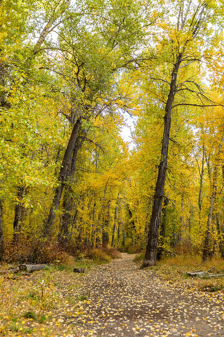 USA, Idaho, Hailey, Footpath covered with fallen leaves in Autumn forest