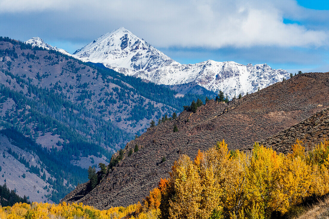USA, Idaho, Ketchum, gelbe Bäume und schneebedeckte Berge im Herbst