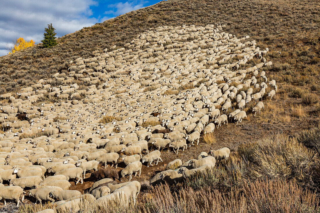 USA, Idaho, Ketchum, Flock of sheep on hillside ahead of Trailing of the Sheep Festival