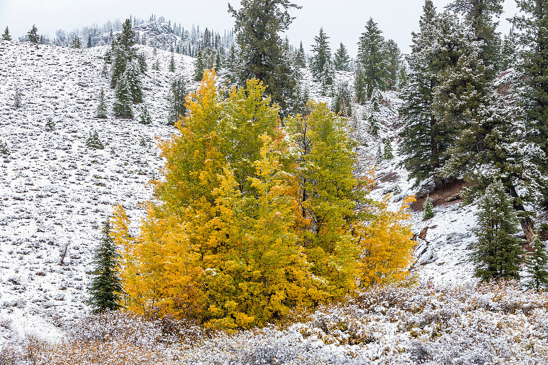 USA, Idaho, Stanley, Autumn colored tree on hill covered with snow