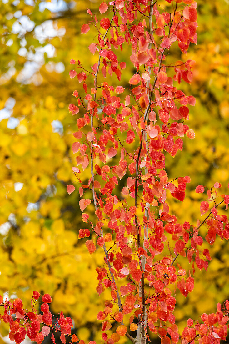 USA, Idaho, Ketchum, Nahaufnahme von gelben und roten Bäumen im Herbst