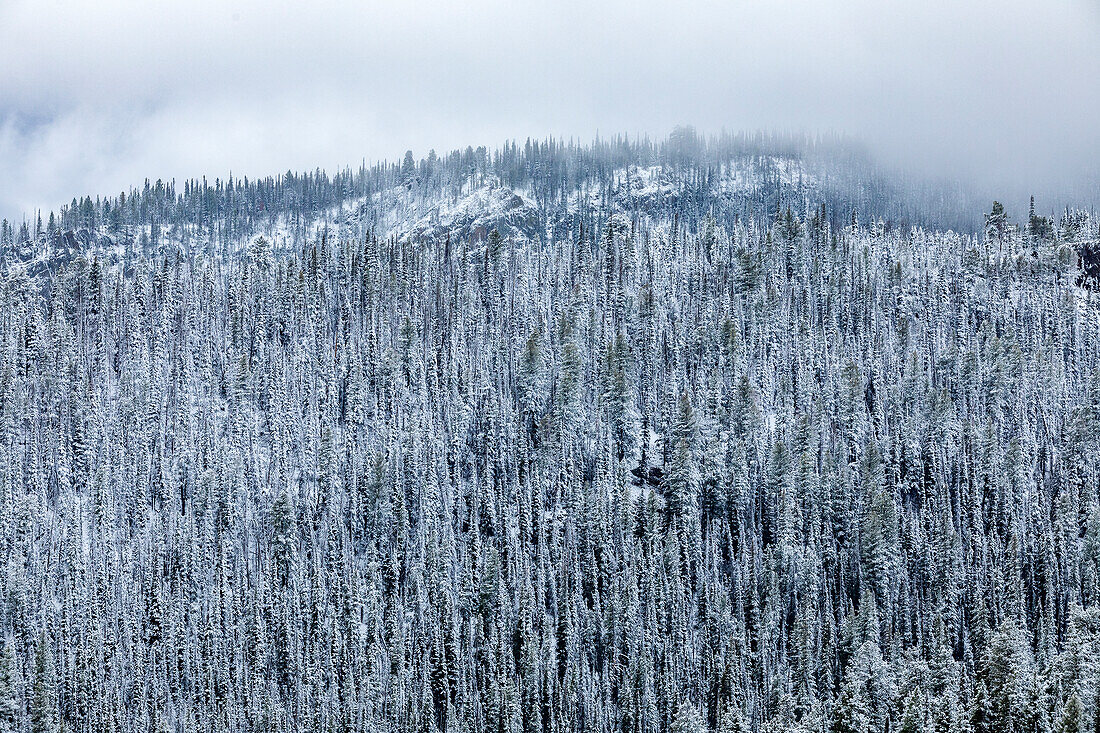 USA, Idaho, Stanley, High angle view of pine forest in Winter