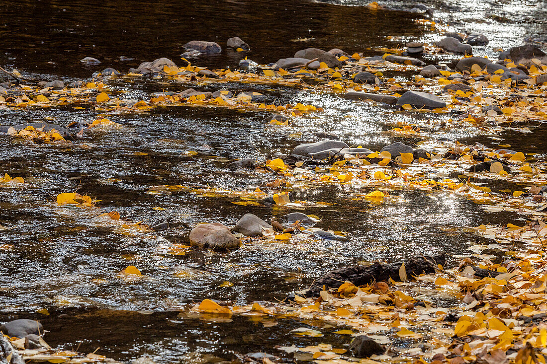 USA, Idaho, Sun Valley, Trail Creek covered with yellow Autumn leaves