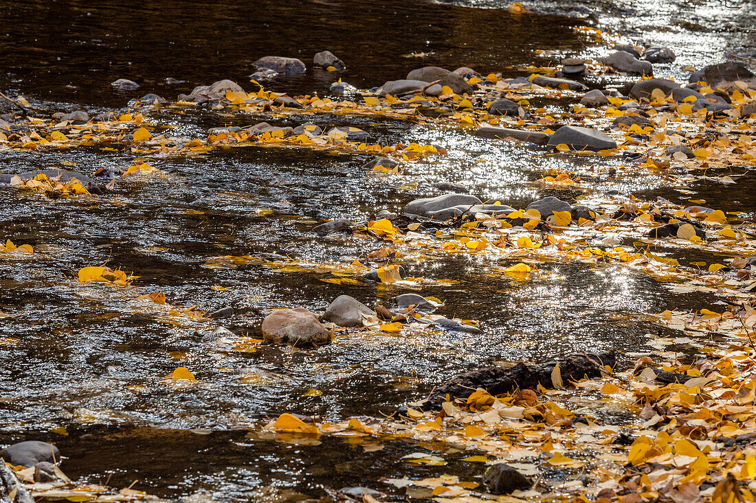 USA, Idaho, Sun Valley, Trail Creek mit gelbem Herbstlaub bedeckt