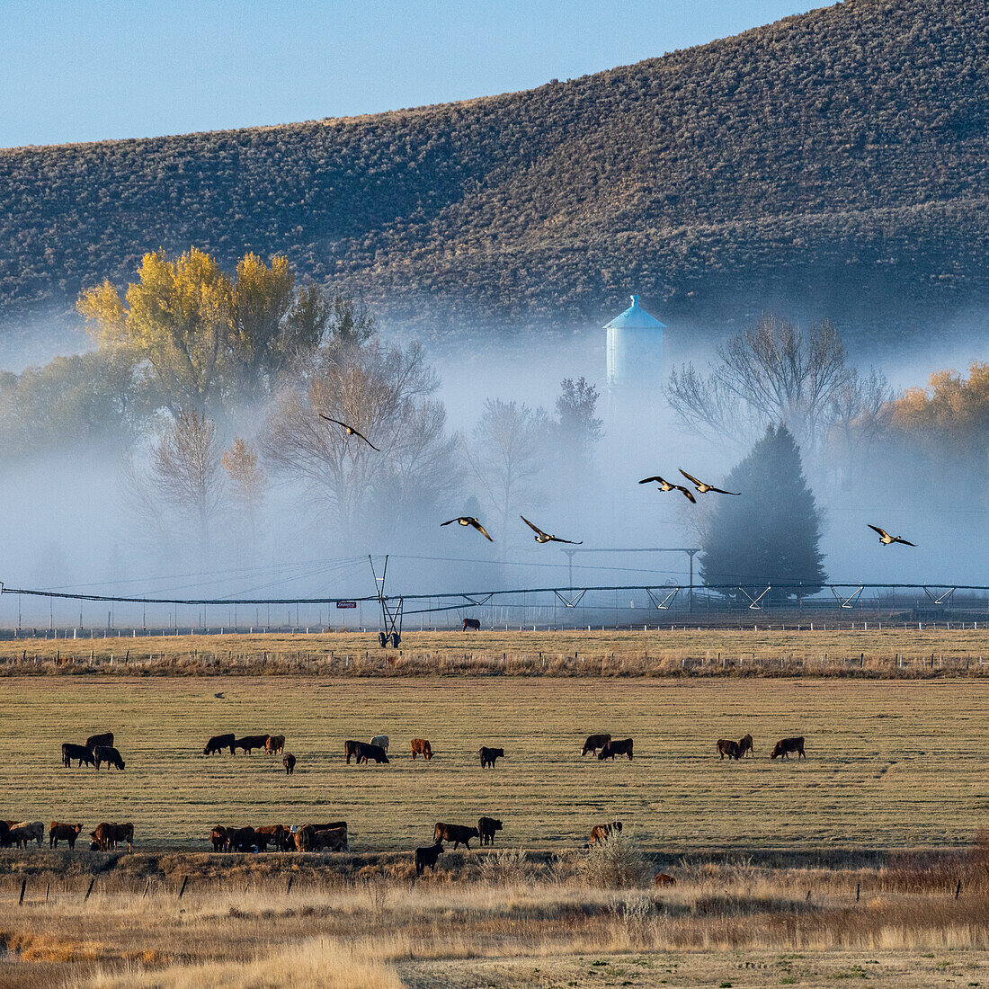 USA, Idaho, Bellevue, Kühe im Feld mit Morgennebel im Herbst bedeckt