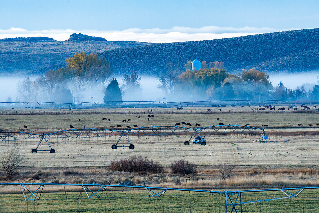 USA, Idaho, Bellevue, landwirtschaftliche Sprinkler und Kühe grasen im Feld mit Morgennebel im Herbst bedeckt