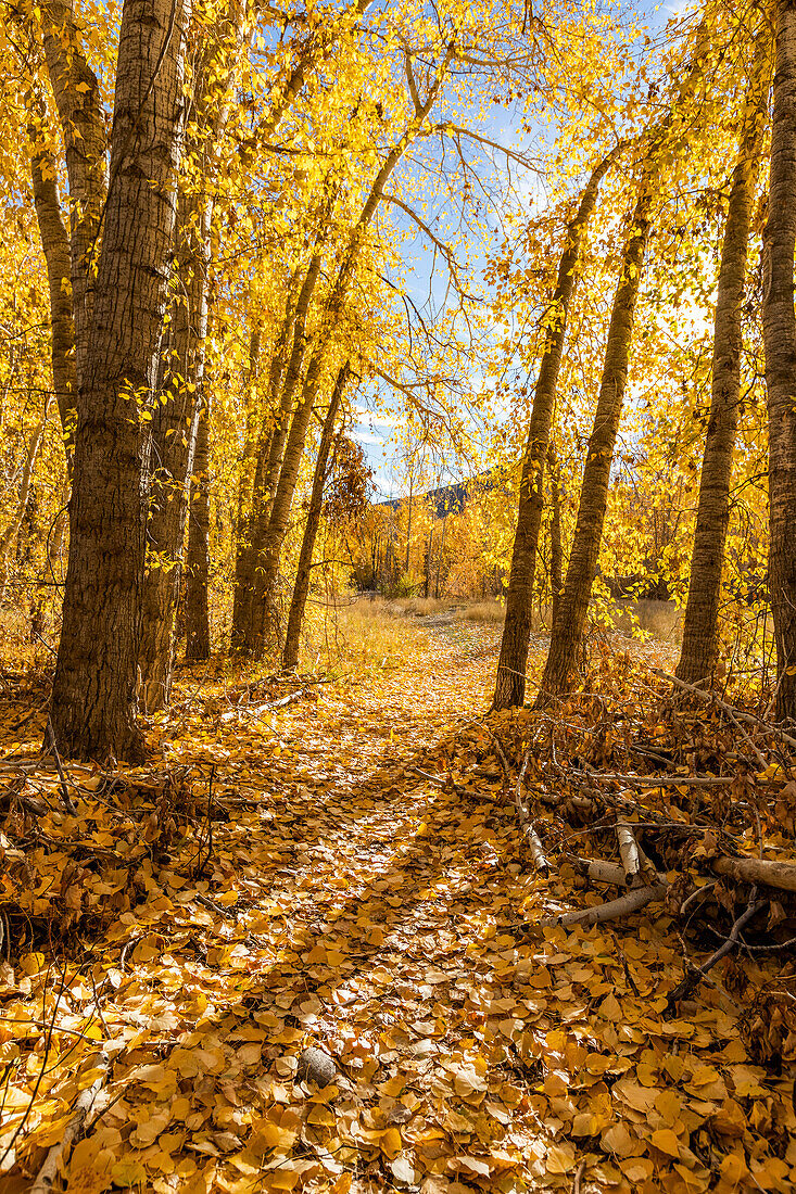 USA, Idaho, Bellevue, Fußweg bedeckt mit gelbem Herbstlaub im Wald