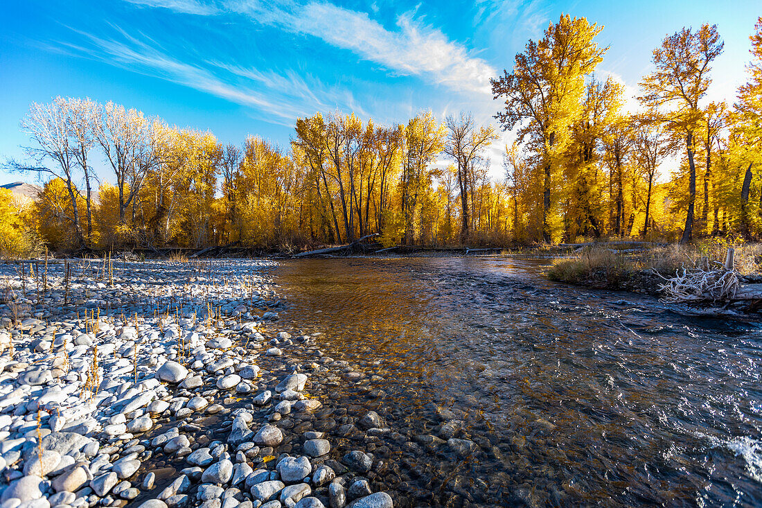 USA, Idaho, Bellevue, Big Wood River und gelbe Bäume im Herbst