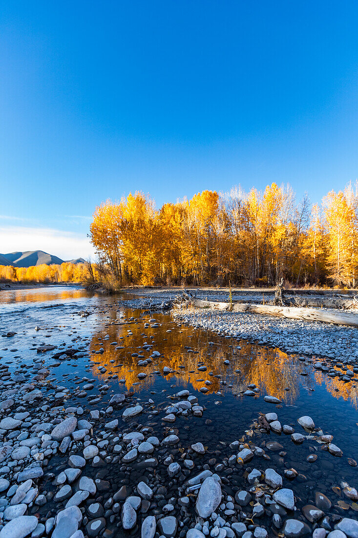 USA, Idaho, Bellevue, Big Wood River und gelbe Bäume im Herbst