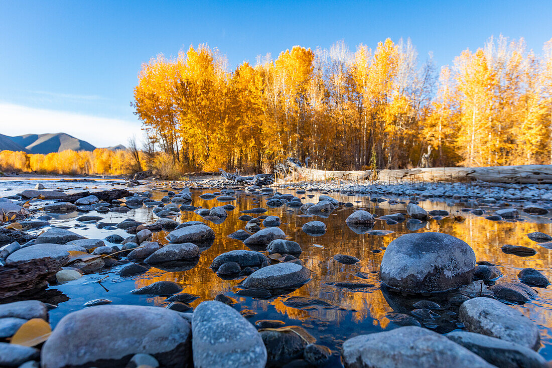 USA, Idaho, Bellevue, Wet rocks in Big Wood River and yellow trees in Autumn