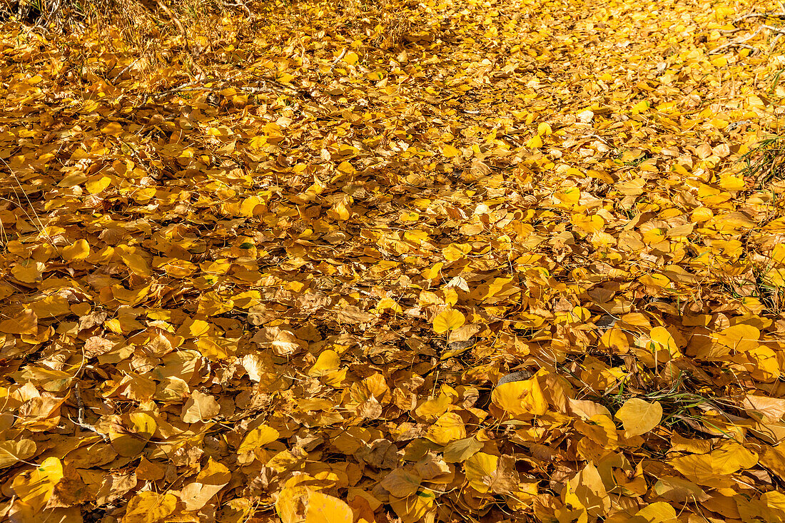 Yellow Autumn leaves on ground