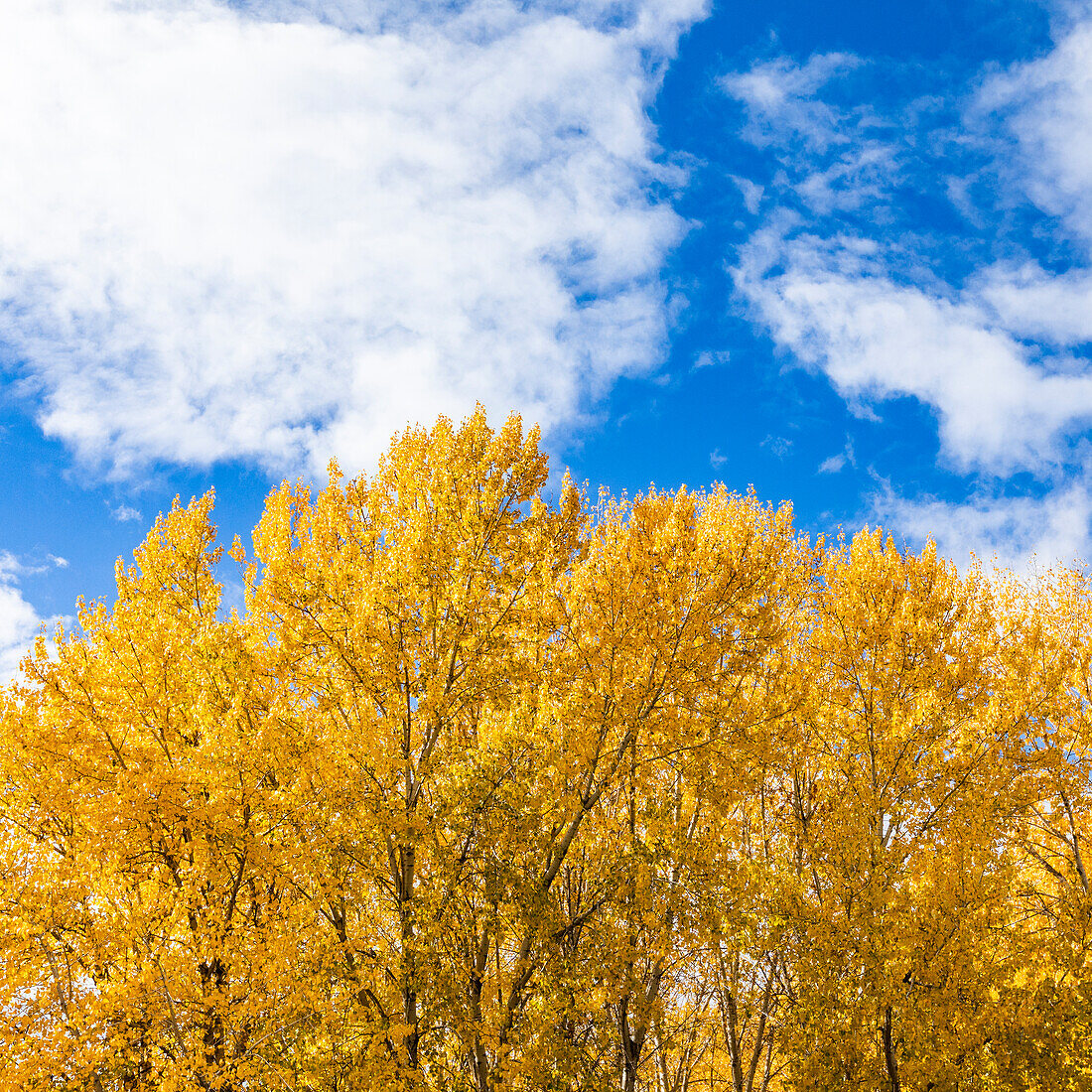 Weiße Wolken über gelben Herbstbäumen