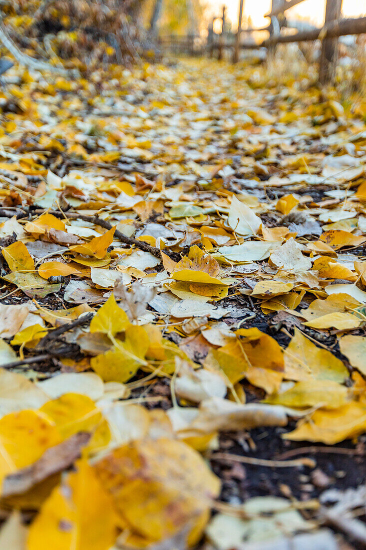 Nahaufnahme des mit gelben Herbstblättern bedeckten Wanderwegs
