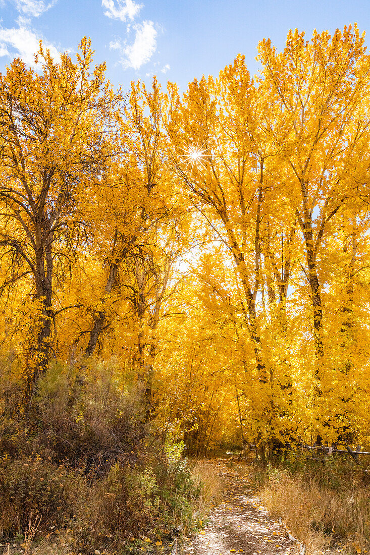 USA, Idaho, Bellevue, Yellow trees in Autumn forest