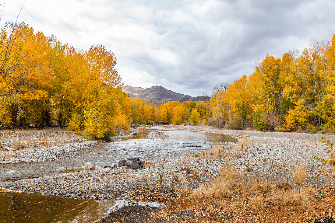 USA, Idaho, Bellevue, Big Wood River und gelbe Bäume im Herbst