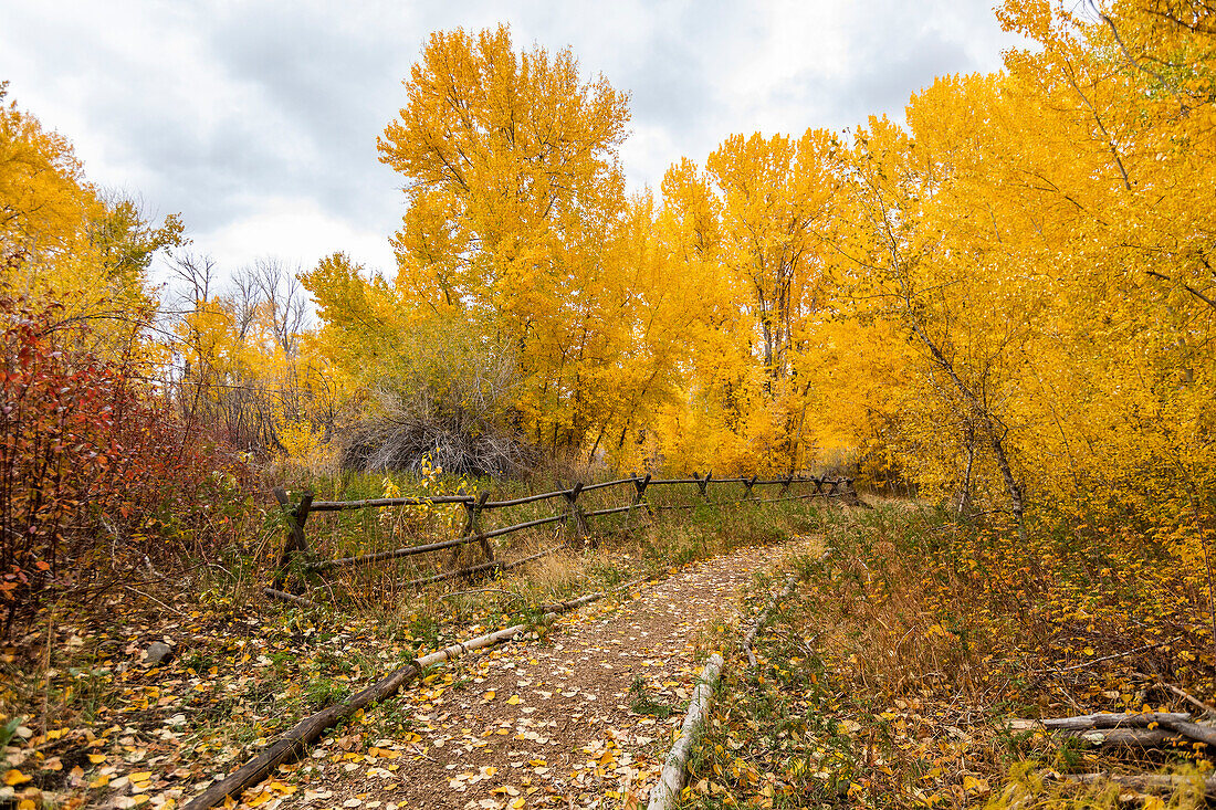 USA, Idaho, Bellevue, Footpath and yellow Autumn trees