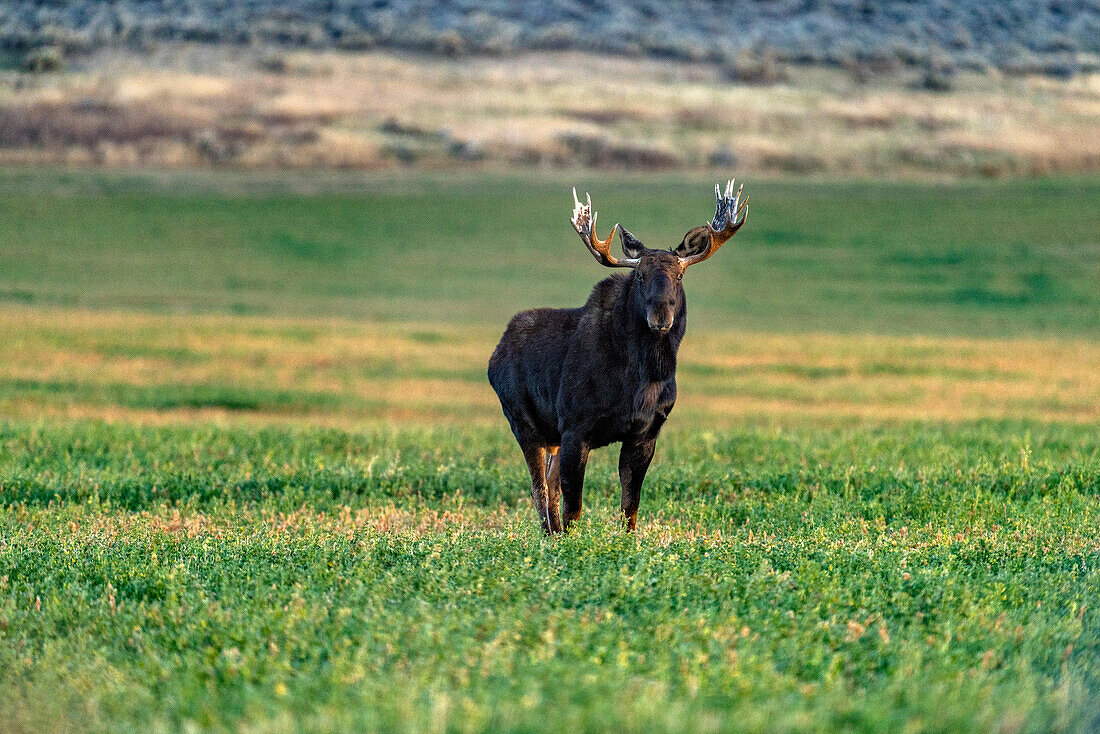 USA, Idaho, Bellevue, Elchbulle (Alces Alces) stehend auf Wiese