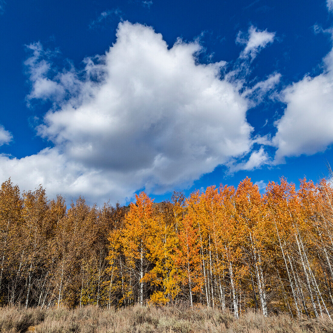 USA, Idaho, Ketchum, Yellow trees in Autumn