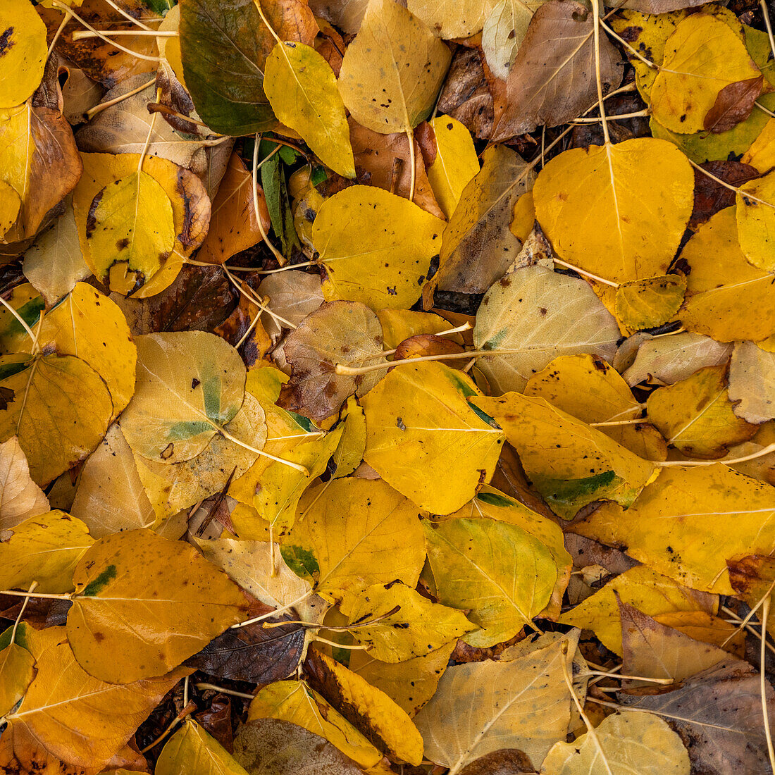 Nahaufnahme der gelben Blätter im Herbst
