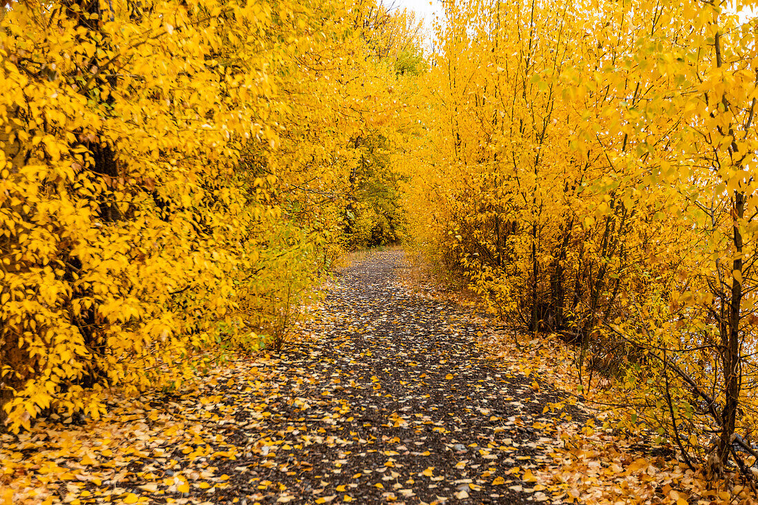 USA, Idaho, Bellevue, Wanderweg durch gelbes Herbstlaub