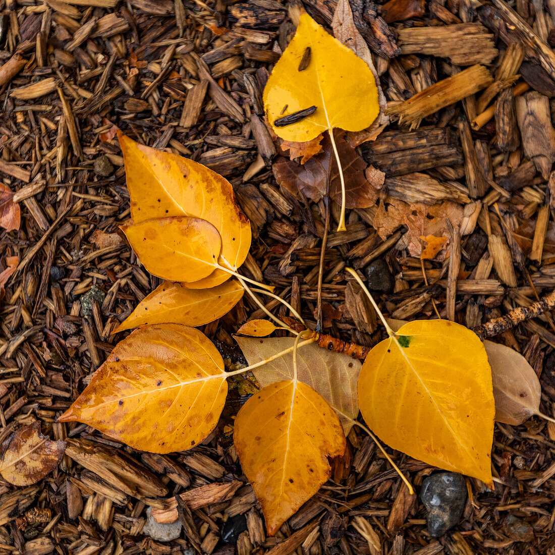 Close-up of yellow autumn leaves